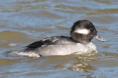 Bufflehead 1st winter male, Millwood Lake, AR.jpg