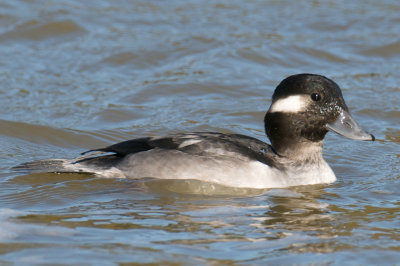 Bufflehead 1st winter male, Millwood Lake, AR.jpg