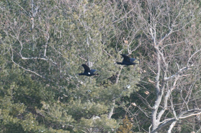 5-Feb-09 21 Great Cormorants in flight.jpg