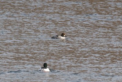 5-Feb-09 Common Goldeneye 1st winter male.jpg