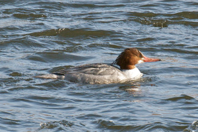 5-Feb-09 Common Merganser female, Merrimack River, Newburyport.jpg