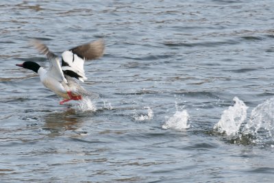 5-Feb-09 Common Merganser male taking off.jpg