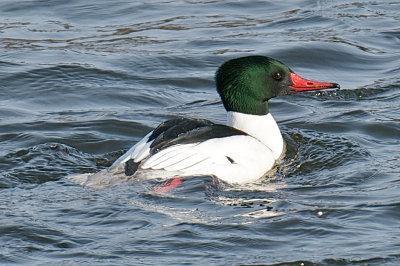 5-Feb-09 Common Merganser male, Merrimack River, Newburyport.jpg