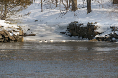 5-Feb-09 Common Merganser males.jpg