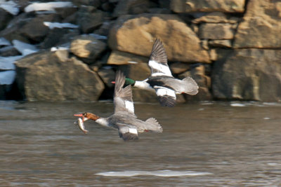 5-Feb-09 Common Mergansers with fish 2, Merrimack River, Newburyport.jpg