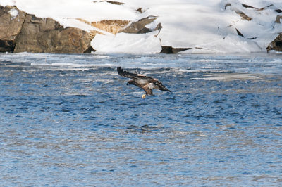 5-Feb-09 Imm Bald Eagle fishing 1.jpg