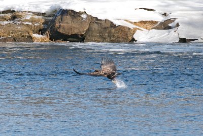 5-Feb-09 Imm Bald Eagle fishing 2.jpg