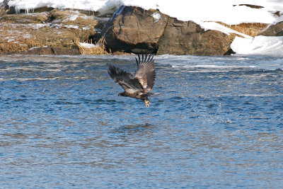 5-Feb-09 Imm Bald Eagle fishing 3.jpg