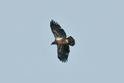5-Feb-09 Imm Bald Eagle in flight.jpg