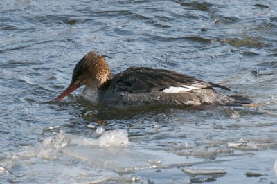 5-Feb-09 Red-Breasted Merganser female.jpg