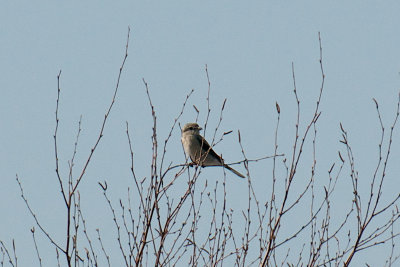 11-Feb-09 Northern Shrike.jpg