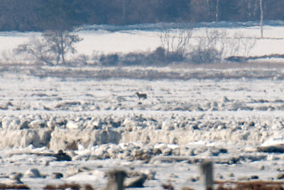 11-Feb-09 Distant Coyote.jpg