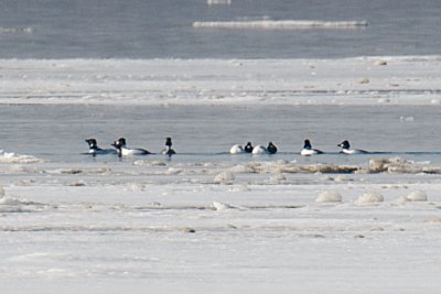 11-Feb-09 Common Goldeneyes displaying.jpg