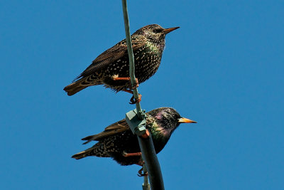 18-Feb-09 European Starling.jpg