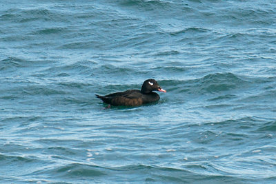 18-Feb-09 White-Winged Scoter Adult Male.jpg