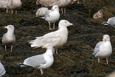 18-Feb-09 Glaucous Gull etc.jpg