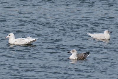 18-Feb-09 Glaucous and Iceland Gull etc.jpg