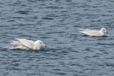 18-Feb-09 Glaucous and Iceland Gull.jpg