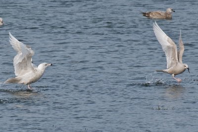 18-Feb-09 Glaucous and Iceland Gull.jpg