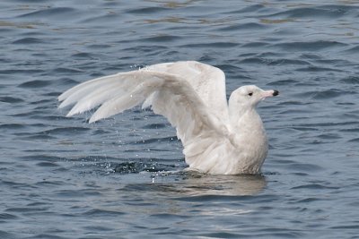 Glaucous Gulls