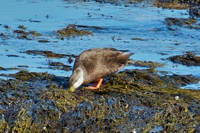 18-Feb-09 Black Duck Male.jpg