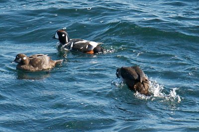 18-Feb-09 Harlequin Ducks Chasing.jpg