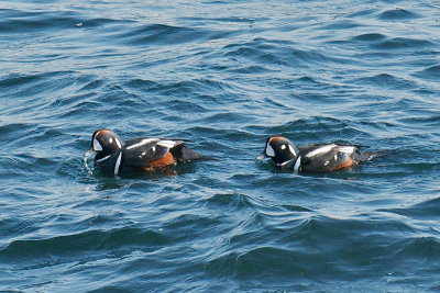 18-Feb-09 Harlequin Duck Males.jpg