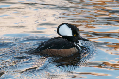 Hooded Merganser, Essex causeway, MA.jpg