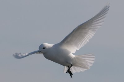 Ivory Gull, Plymouth, MA.jpg