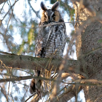 Long-Eared Owl, Salisbury, MA.jpg