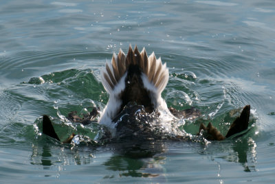 Long-Tailed Duck female diving, Plymouth Harbor.jpg