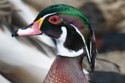 Wood Ducks