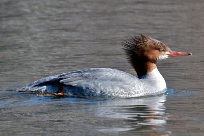 Common Merganser female, Blair Pond, Belmont, MA.jpg