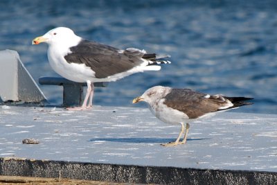Great Black-Backed and Lesser Black-Backed Gulls, Boston Harbor.jpg