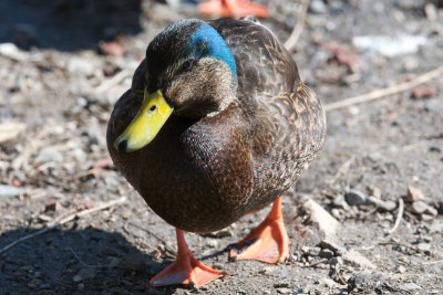 Black Duck-Mallard hybrid, Blair Pond, Belmont, MA.jpg
