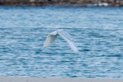 Snowy Owl No. 1 in flight, Smiths Point, Nantucket, MA.jpg