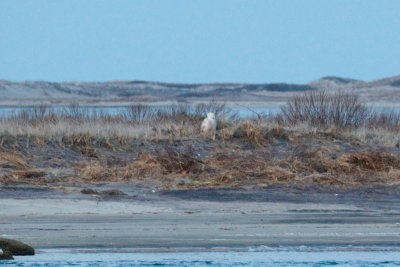 Snowy Owl No. 1 perched again, Smiths Point, Nantucket, MA.jpg