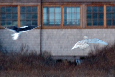 Snowy Owl No. 1 with great black-backed gull, Smiths Point, Nantucket, MA.jpg