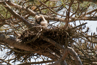 Great Horned Owl Chick, Castle Island, Ipswich.jpg