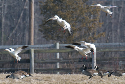 Canada, Snow and Ross's Geese, Ipswich.jpg