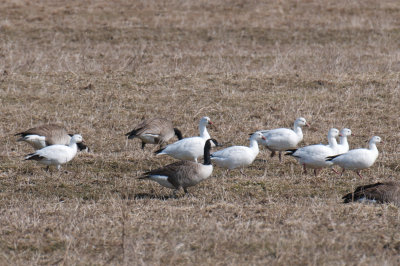 Canada and Ross's Geese, Ipswich.jpg