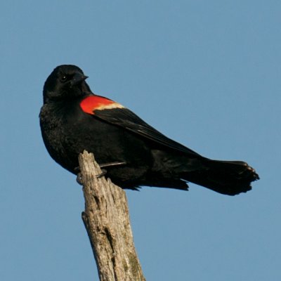 Red-winged Blackbirds are back, Ipswich.jpg