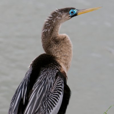 Cormorants & Anhingas