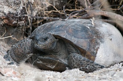 Gopher Tortoise, Barefoot Beach, FL