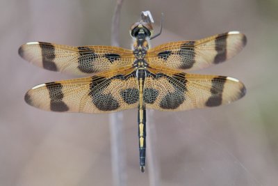 Halloween Pennant dragonfly, Big Cypress, FL