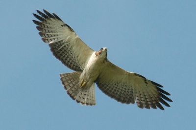 Short-Tailed Hawk, Everglades NP, FL.jpg