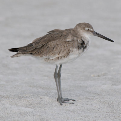 Sleepy Willet, Sanibel, FL.jpg