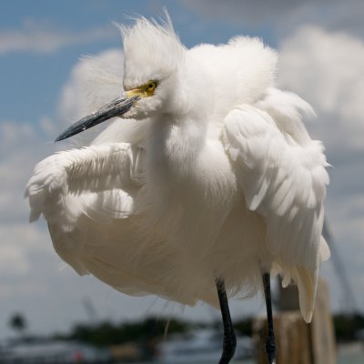Snowy Egret with exploding aigrettes, Matanzas Pass, FL.jpg