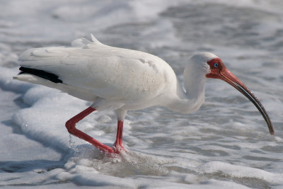White Ibis, Sanibel, FL.jpg