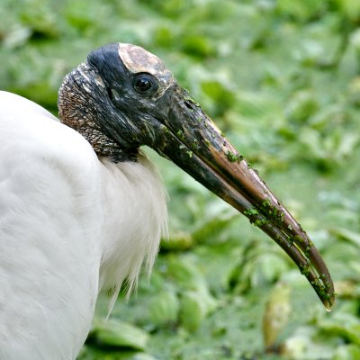 Wood Stork, Corkscrew Swamp Sanctuary, FL.jpg